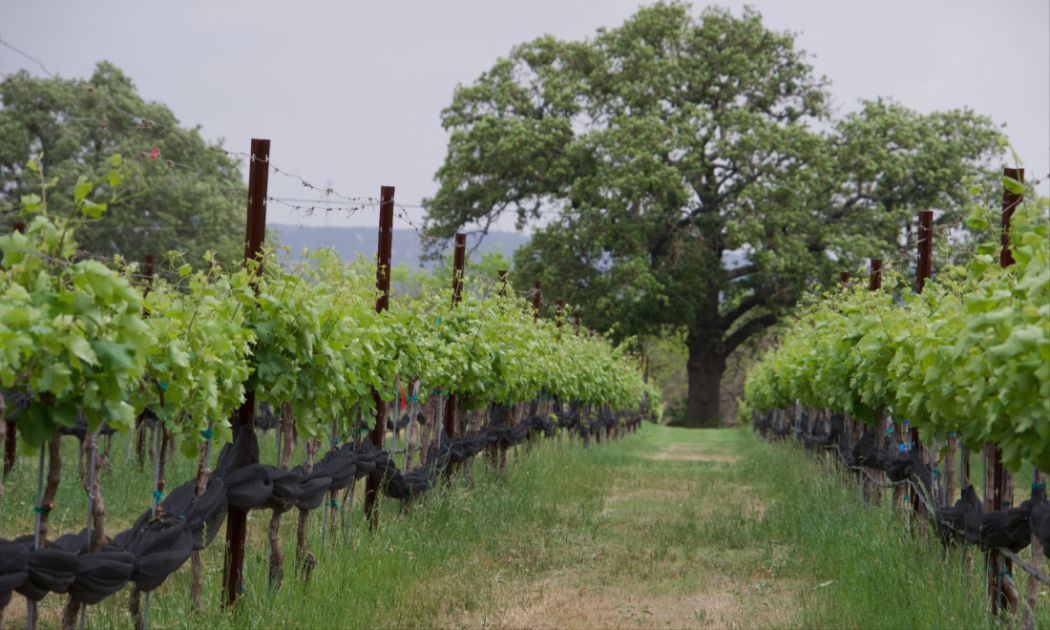 Adega Vinho, Stonewall