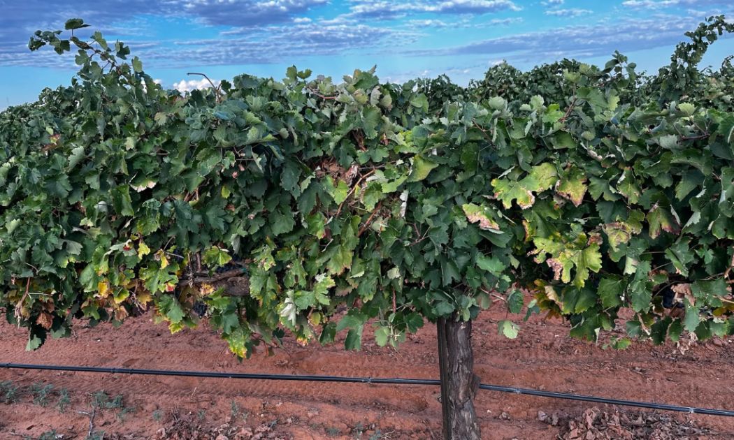 Reddy Vineyards, Stonewall