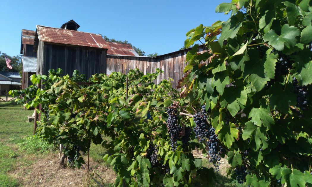 Sister Creek Vineyards, Comfort & Kerrville